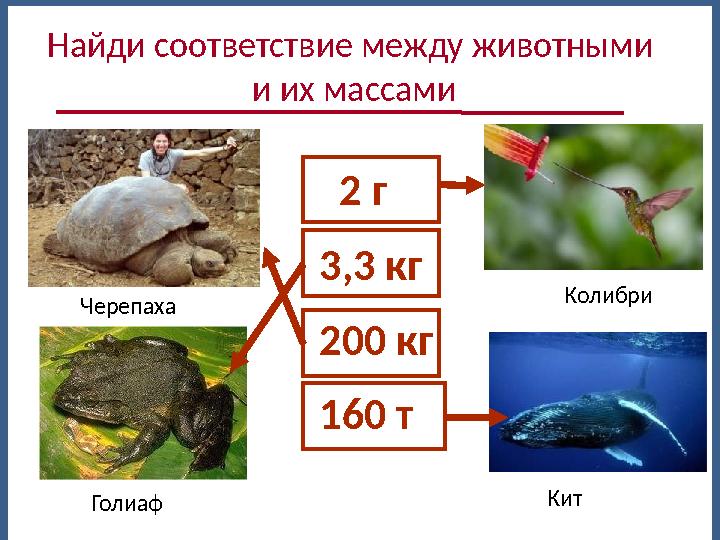 2 г 3,3 кг 200 кг 160 т Найди соответствие между животными и их массами Кит Черепаха Колибри Голиаф