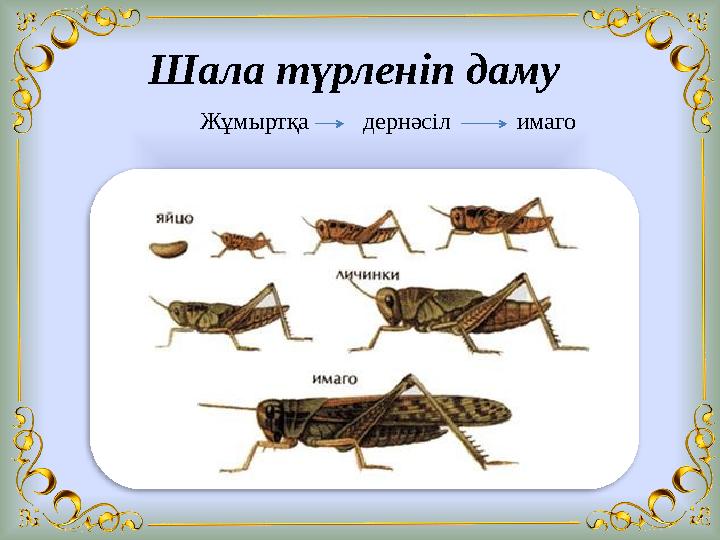 Шала түрленіп даму Жұмыртқа дернәсіл имаго