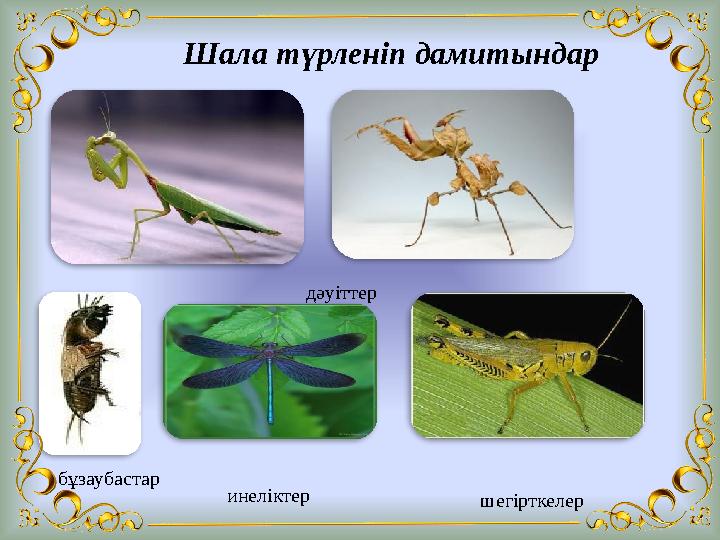 Шала түрленіп дамитындар дәуіттер бұзаубастар инеліктер шегірткелер