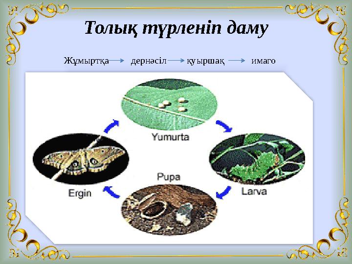 Толық түрленіп даму Жұмыртқа дернәсіл қуыршақ имаго