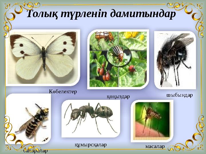 Толық түрленіп дамитындар Көбелектер қоңыздар шыбындар баларалар құмырсқалар масалар