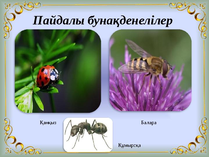 Пайдалы бунақденелілер Балара Қанқыз Құмырсқа