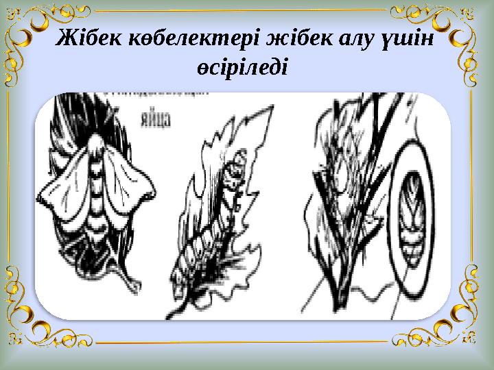 Жібек көбелектері жібек алу үшін өсіріледі