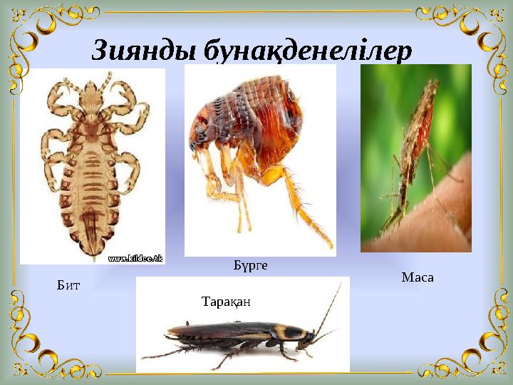 Зиянды бунақденелілер Бит Бүрге Маса Тарақан