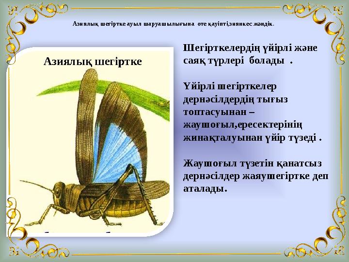 Азиялық шегіртке ауыл шаруашылығына өте қауіпті,зиянкес жәндік. • Азиялық ш