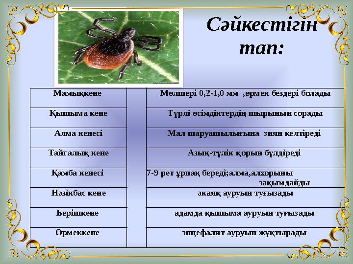 Сәйкестігін тап: Мамықкене Мөлшері 0,2-1,0 мм ,өрмек бездері болады Қышыма кене Түрлі өсімдіктердің шырынын сорады Алма кене