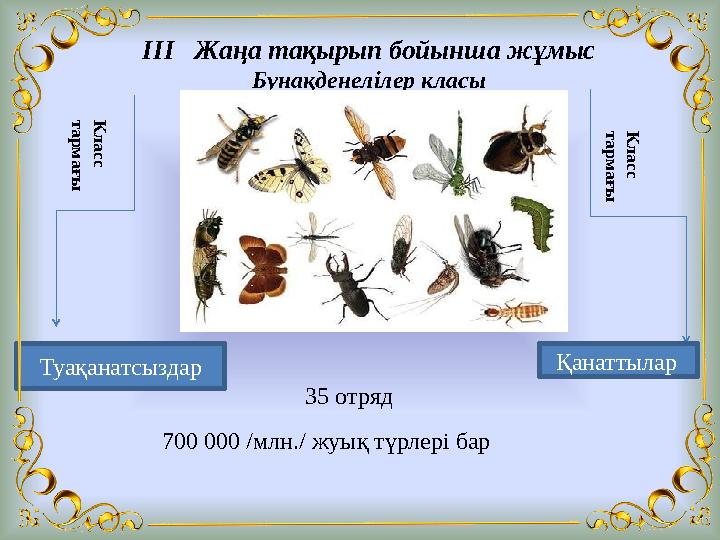 ІІІ Жаңа тақырып бойынша жұмыс Бунақденелілер класы 700 000 /млн./ жуық түрлері бар Туақанатсыздар Қанаттылар К л а с с