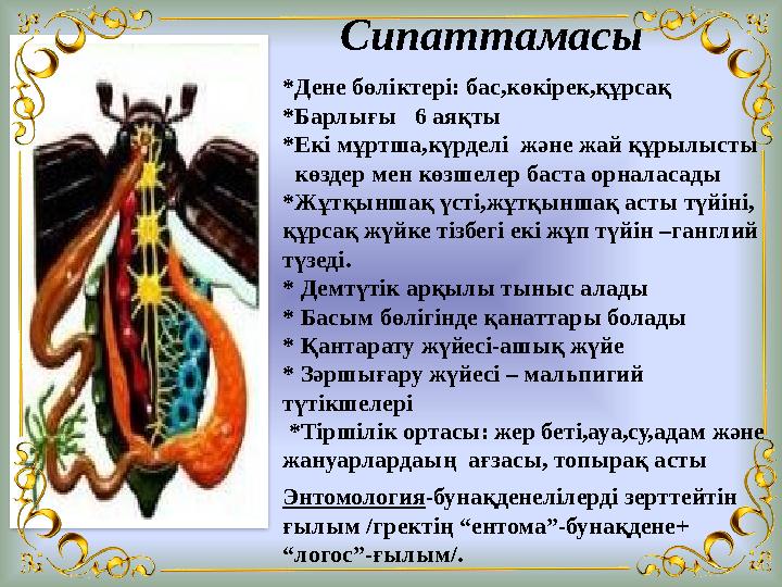 Сипаттамасы *Дене бөліктері: бас,көкірек,құрсақ *Барлығы 6 аяқты *Екі мұртша,күрделі және жай құрылыст