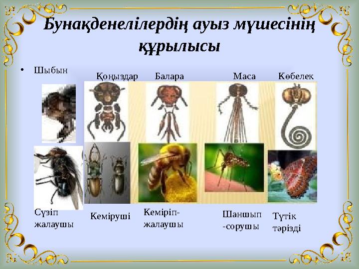 Бунақденелілердің ауыз мүшесінің құрылысы •Шыбын Сүзіп жалаушы Қоңыздар Кеміруші Балара Кеміріп- жалаушы Маса Шаншып -сорушы К
