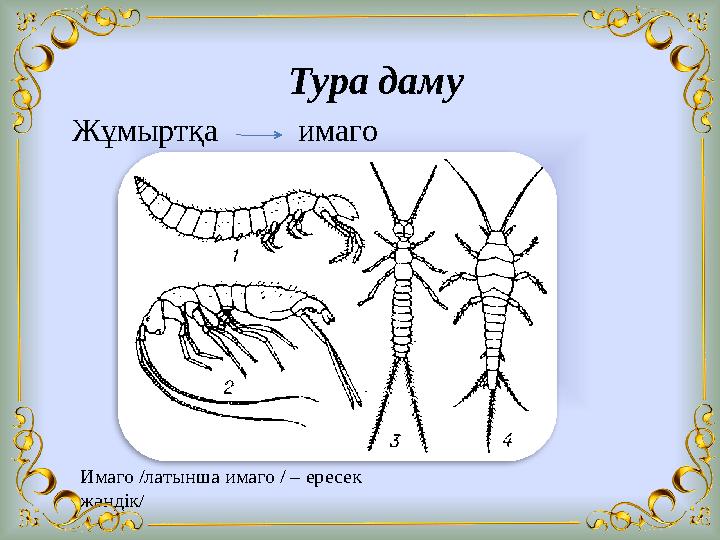 Тура даму Жұмыртқа имаго Имаго /латынша имаго / – ересек жәндік/