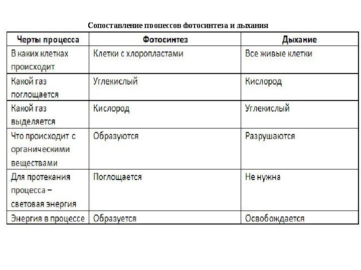 Сопоставление процессов фотосинтеза и дыхания