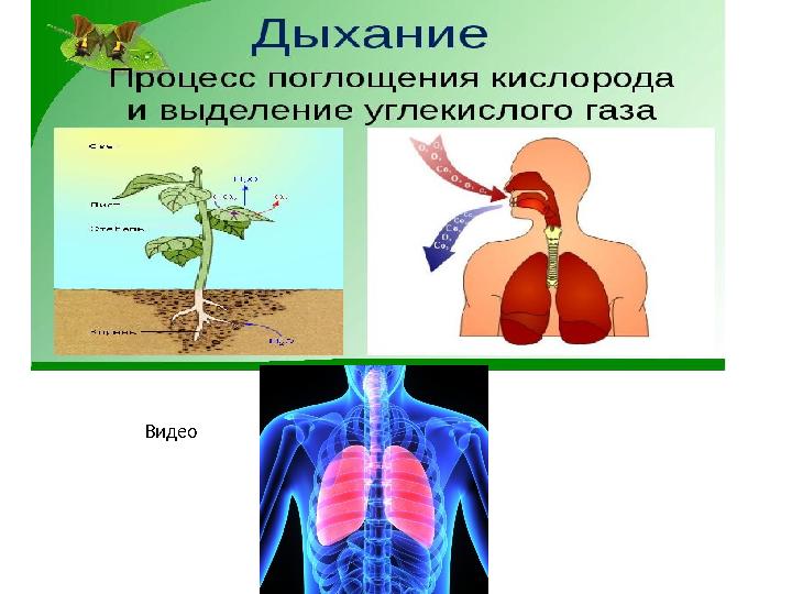 Видео