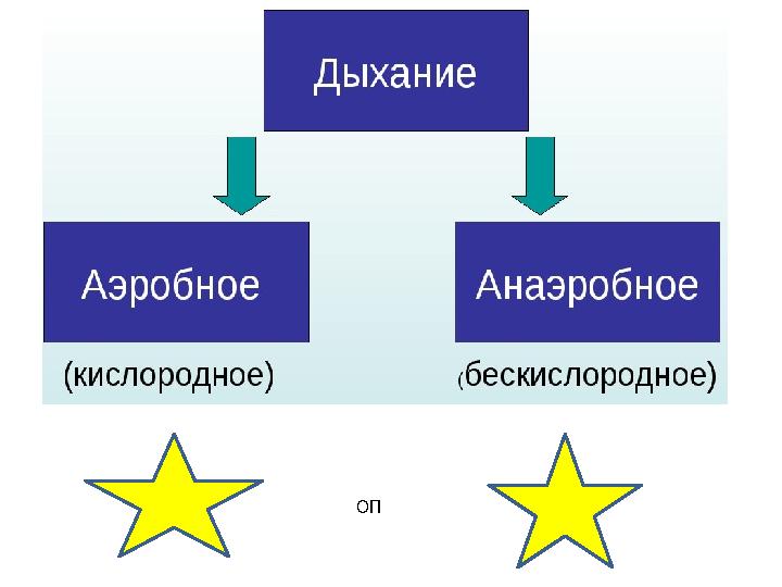 ОП