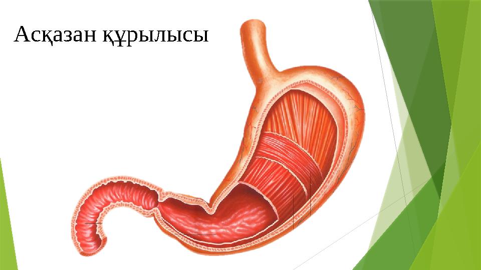 Асқазан құрылысы