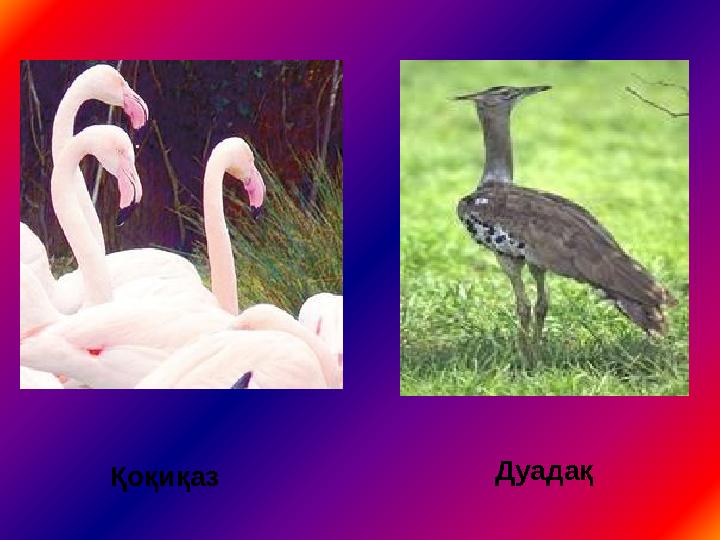 ДуадақҚоқиқаз