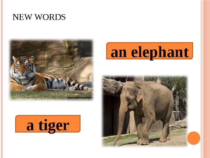 NEW WORDS a tiger an elephant