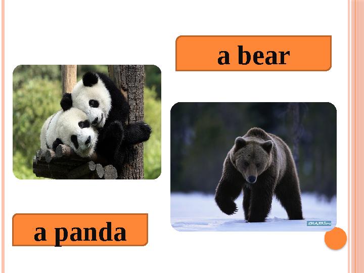 a panda a bear