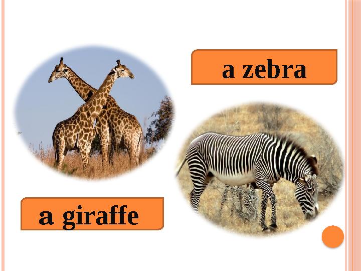 a giraffe a zebra