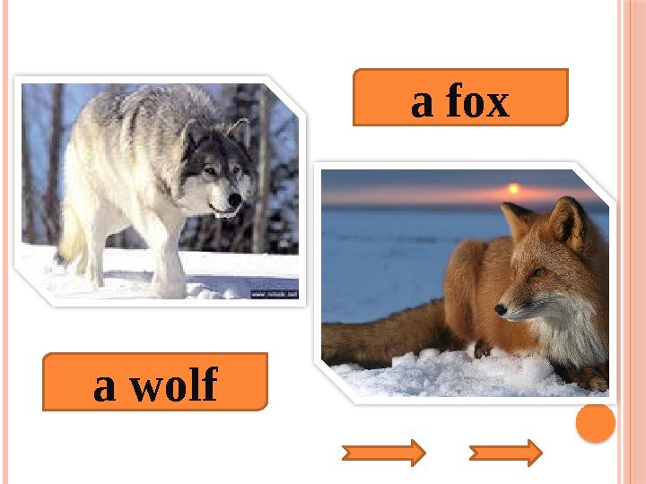 a wolf a fox