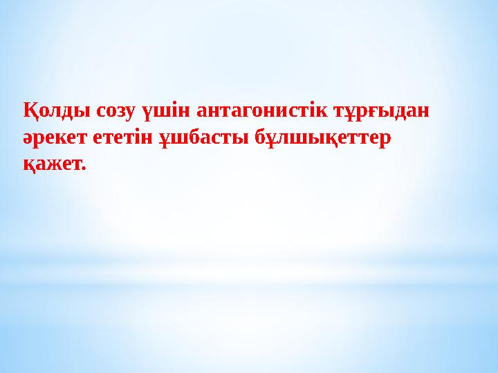 Қолды созу үшін антагонистік тұрғыдан әрекет ететін ұшбасты бұлшықеттер қажет.