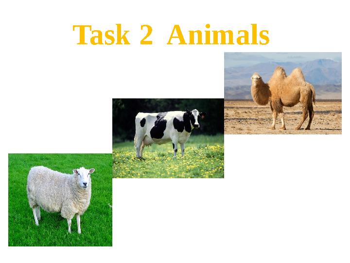 Task 2 Animals