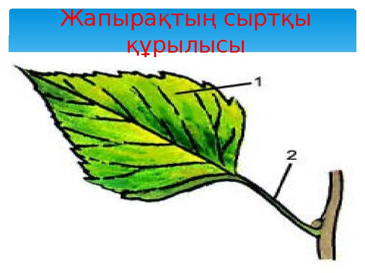 Жапырақтың сыртқы құрылысы