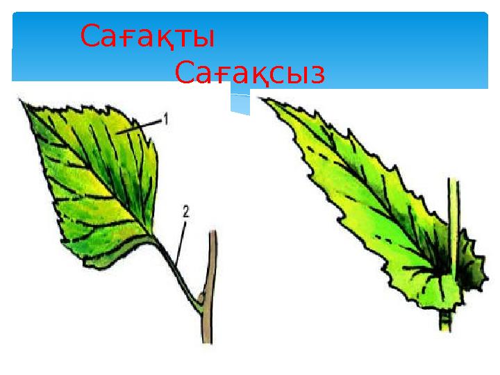 Сағақты Сағақты Сағақсыз