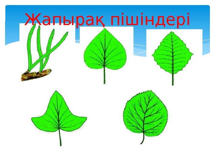 Жапырақ пішіндері