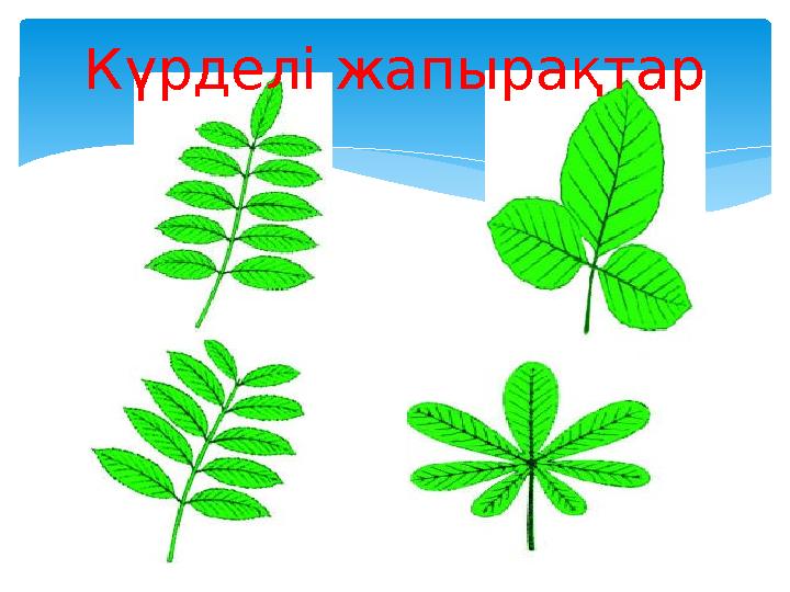 Күрделі жапырақтар