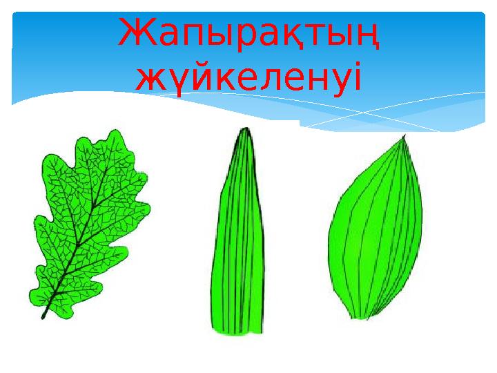 Жапырақтың жүйкеленуі