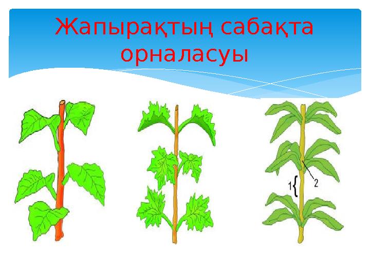 Жапырақтың сабақта орналасуы