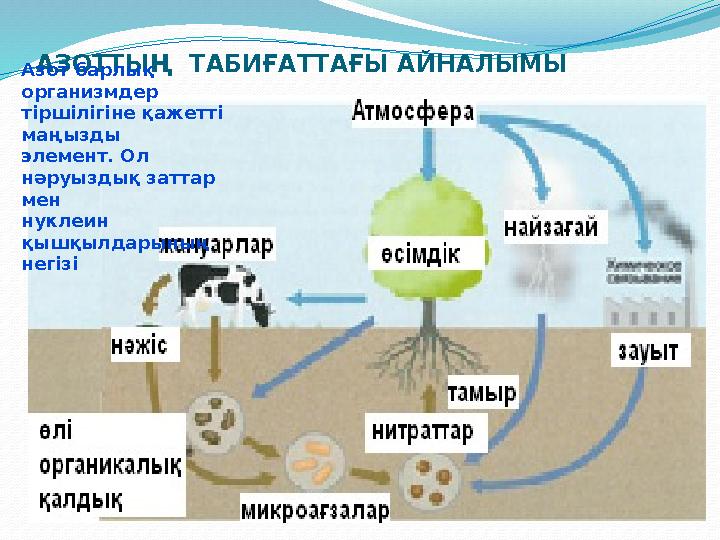 АЗОТТЫҢ ТАБИҒАТТАҒЫ АЙНАЛЫМЫАзот барлық организмдер тіршілігіне қажетті маңызды элемент. Ол нәруыздық заттар мен нуклеин