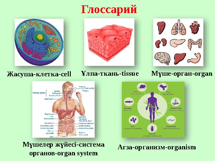 Глоссарий Жасуша-клетка- cell Ұлпа-ткань- tissue Мүше-орган- organ Мүшелер жүйесі-система органов- organ system Ағза-организм