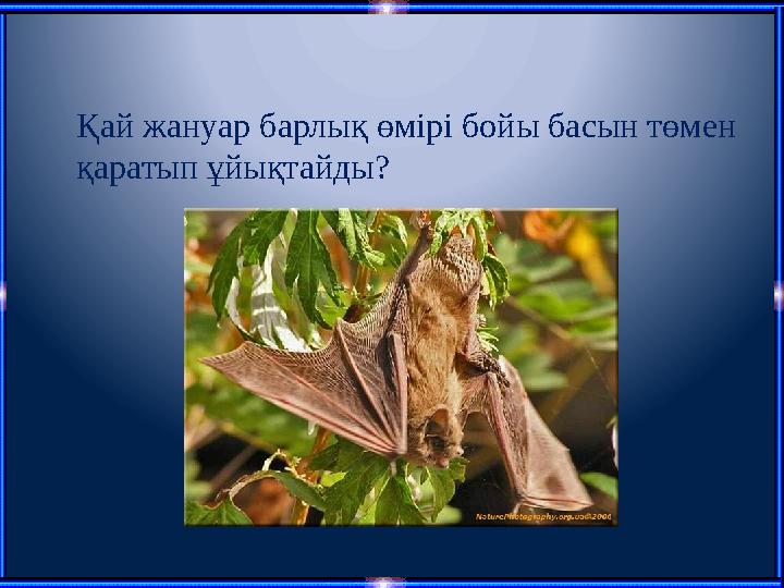 Қай жануар барлық өмірі бойы басын төмен қаратып ұйықтайды?