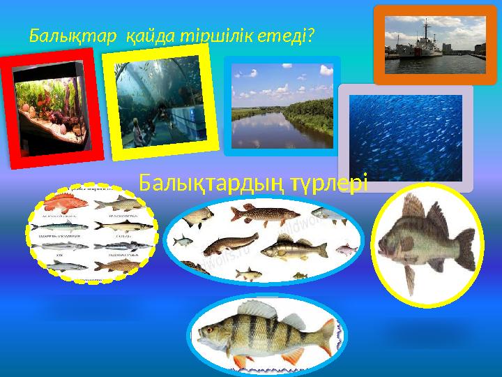 Балықтар қайда тіршілік етеді? Балықтардың түрлері Балықтар қайда тіршілік етеді? Балықтардың түрлері