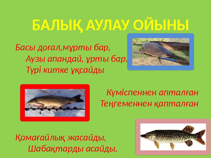 БАЛЫҚ АУЛАУ ОЙЫНЫ Басы доғал,мұрты бар, Аузы апандай, ұрты бар. Түрі китке ұқсайды Күміспеннен БАЛЫҚ АУЛАУ ОЙЫНЫ Басы доғал,мұрты бар, Аузы апандай, ұрты бар. Түрі китке ұқсайды Күміспеннен