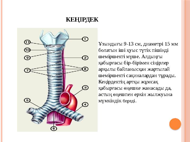 Қазақстанның қыздарының волосатые письки