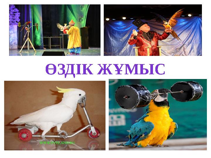 ӨЗДІК ЖҰМЫС