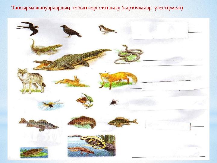 Тапсырма:жануарлардың тобын көрсетіп жазу (карточкалар үлестірмелі)