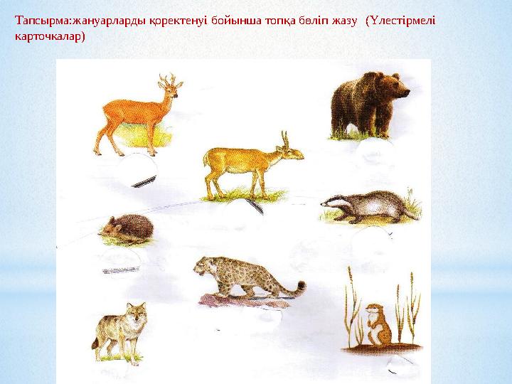 Тапсырма:жануарларды қоректенуі бойынша топқа бөліп жазу (Үлестірмелі карточкалар)