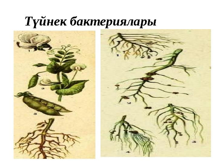 Түйнек бактериялары