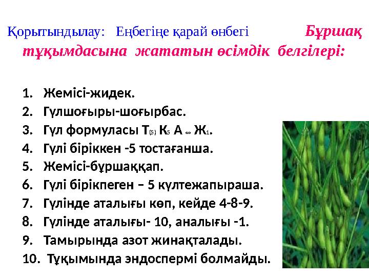 Қорытындылау: Еңбегіңе қарай өнбегі Бұршақ тұқымдасына жататын өсімдік белгілері: 1.Жемісі-жидек. 2.Гүлшоғыр