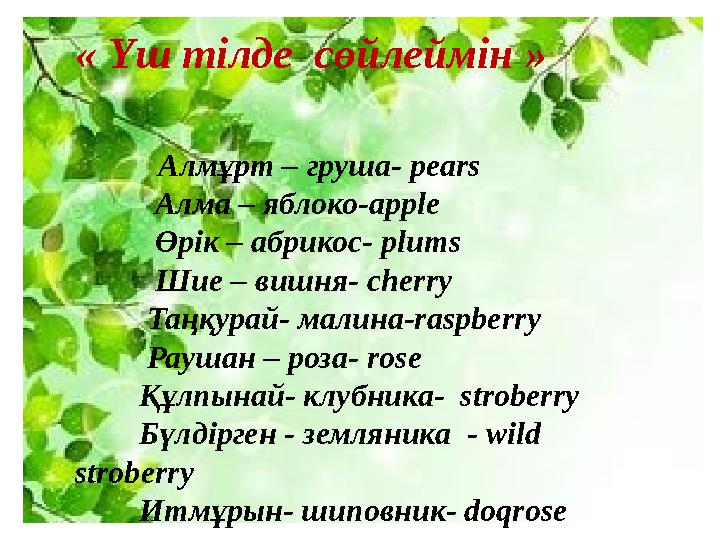 « Үш тілде сөйлеймін » Алмұрт – груш