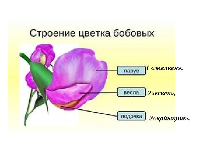 1 «желкен», 2«ескек», 2«қайықша»,