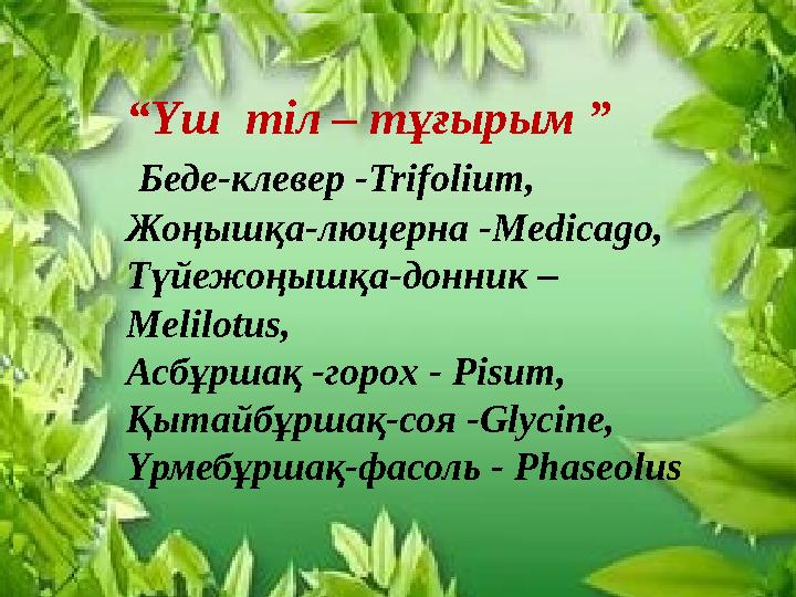 “Үш тіл – тұғырым ” Беде-клевер -Trifolium, Жоңышқа-люцерна -Medicago, Түйежоңышқа-донник – Melilotus,