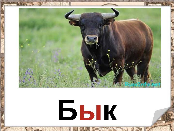 Бык