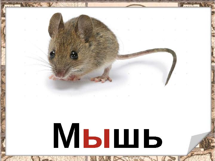 Мышь