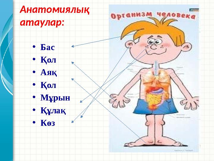 Анатомиялық атаулар: •Бас •Қол •Аяқ •Қол •Мұрын •Құлақ •Көз