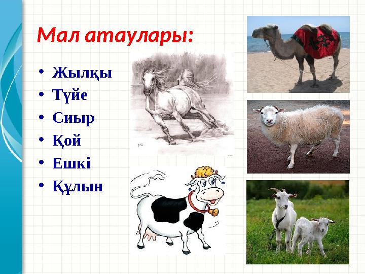 Мал атаулары: •Жылқы •Түйе •Сиыр •Қой •Ешкі •Құлын