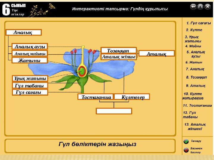 Аналық аузы Аналық мойыны Жатыны Аналық Тозаңқап Аталық жіпше Аталық Күлтелер Тостағанша Ұрық жатыны Гүл табаны Гүл сағағы